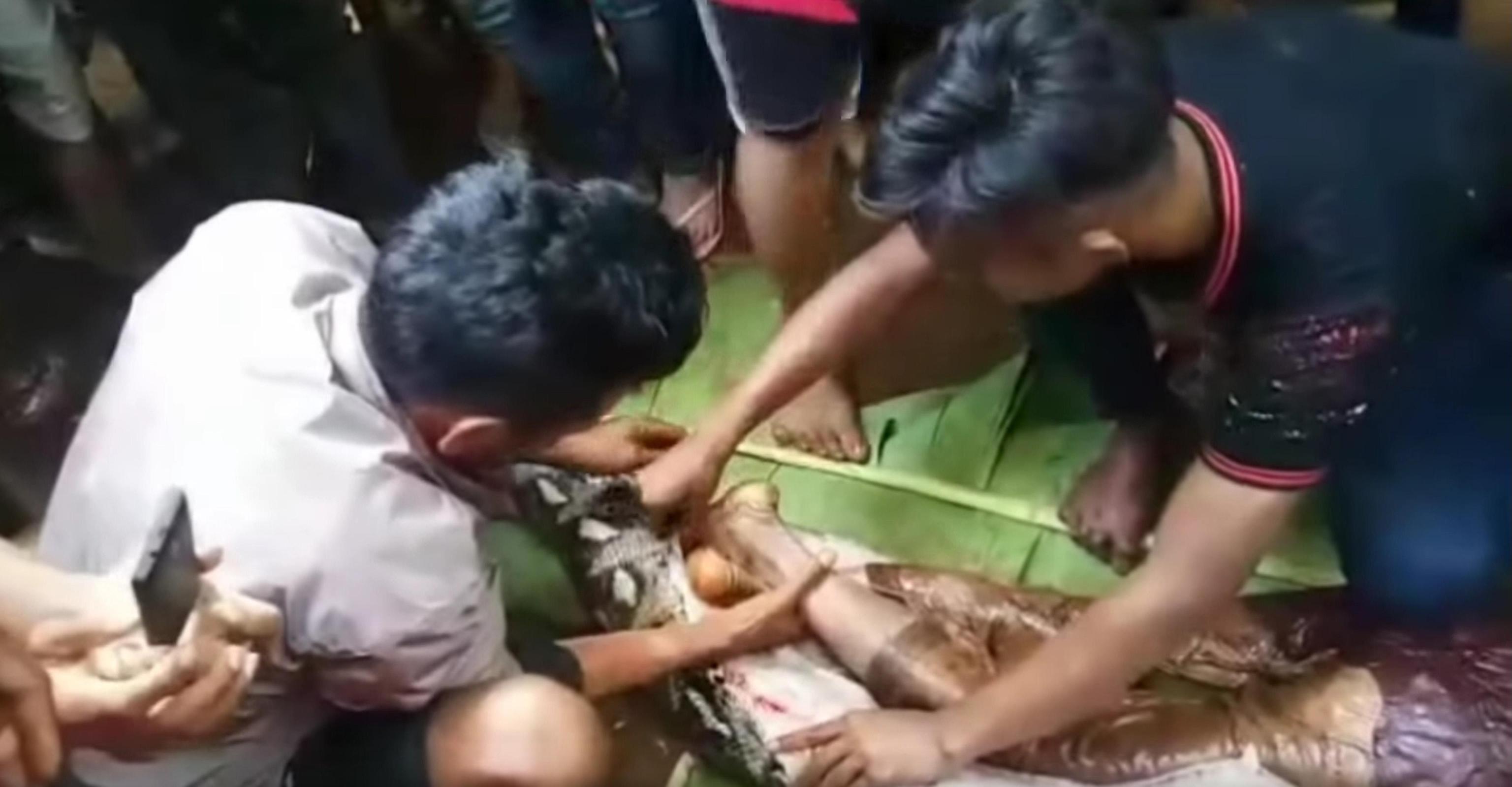 Indonesia: pitone di sette metri ingoia donna tutta intera