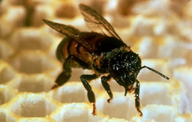 Le api muoiono: in pericolo l’intero ecosistema