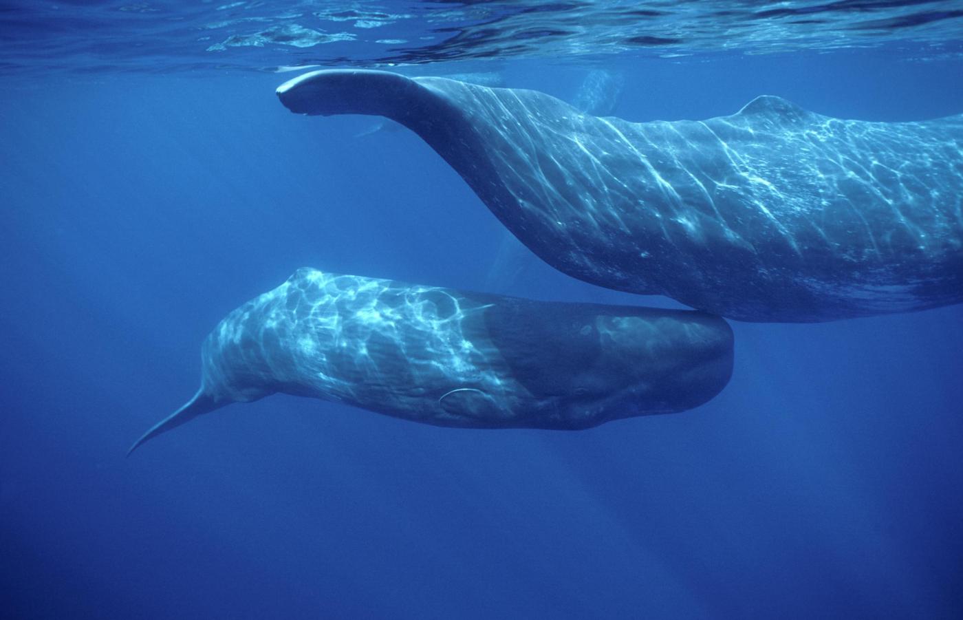 Caccia alle balene in Giappone: L’Aja la dichiara illegale