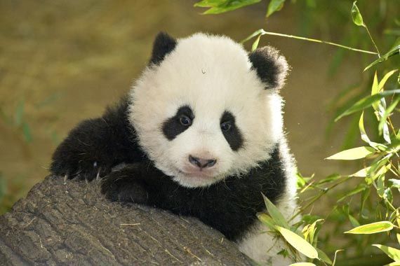 Cucciolo di panda 150x150