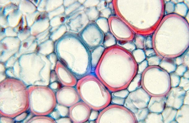Differenze tra cellula animale e vegetale: uno schema di sintesi
