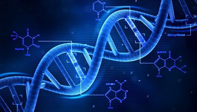 Differenze tra DNA e RNA: cosa sono e a cosa servono