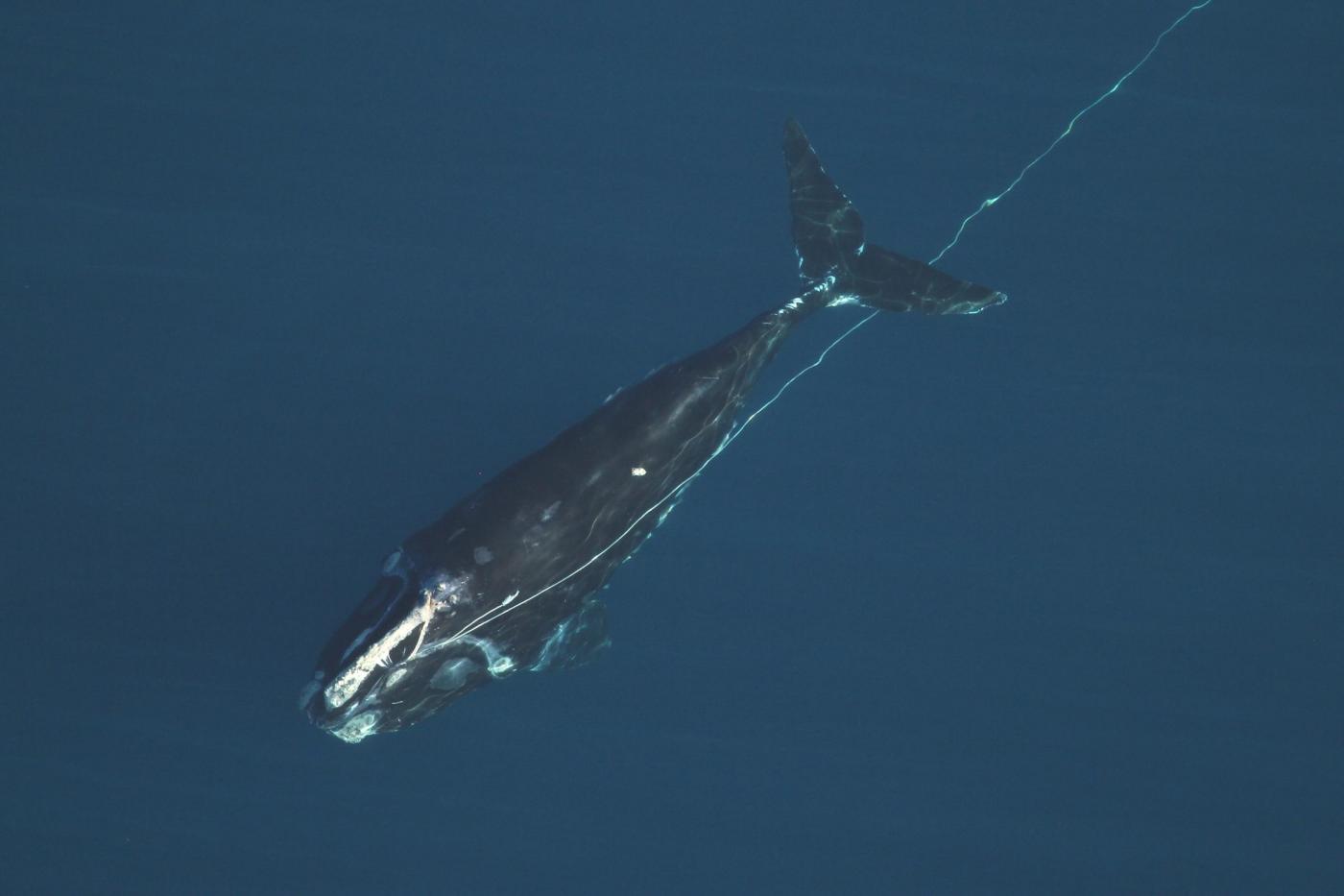 Balene nutrono l’ecosistema degli Oceani: uno studio riabilita i cetacei