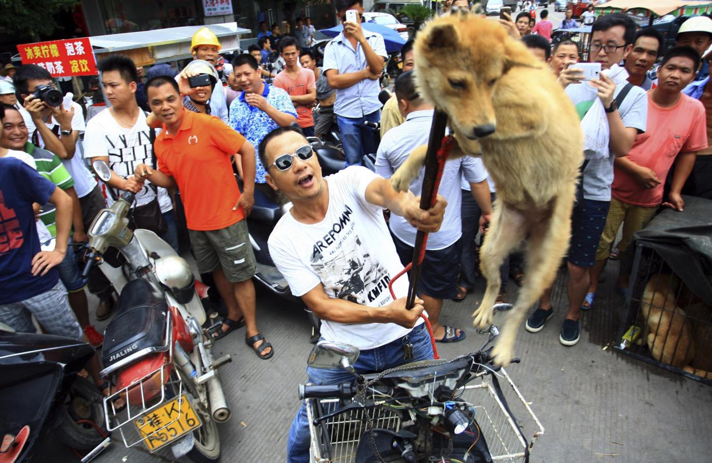 Festival di Yulin in Cina: migliaia di cani uccisi e venduti ai ristoranti