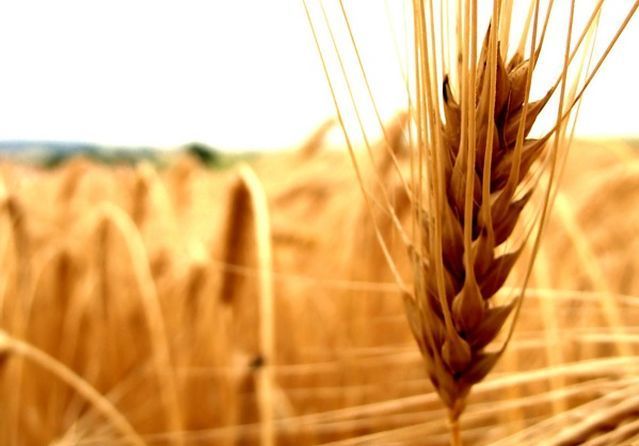 Frumento gluten friendly: il grano per chi soffre di celiachia