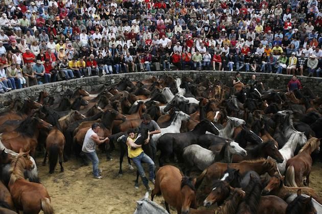 Rapa das bestas in Spagna: la crudele tradizione dei cavalli selvaggi domati
