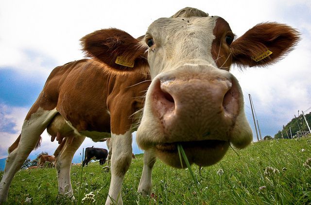 Mucca scappa dall’allevamento: i social si muovono per salvarla