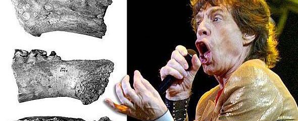 Animali con nomi dei vip: dall’alce Mick Jagger alla vespa Lady Gaga