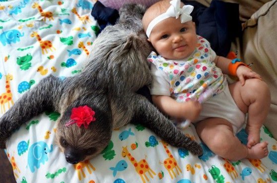 La bambina e il bradipo: amici inseparabili