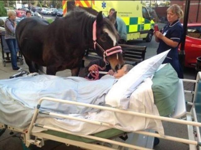 padrona morente cavallo in ospedale