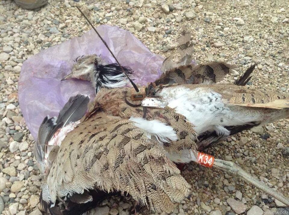 Afghanistan: uccello imbottito con bombe ucciso dalla polizia