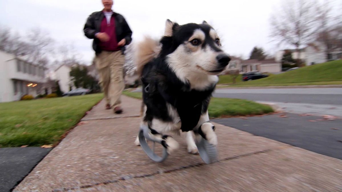 Derby, il cane disabile torna a camminare grazie a una stampante 3D