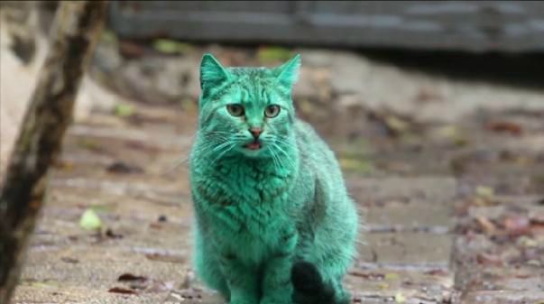 Il mistero del gatto verde in Bulgaria