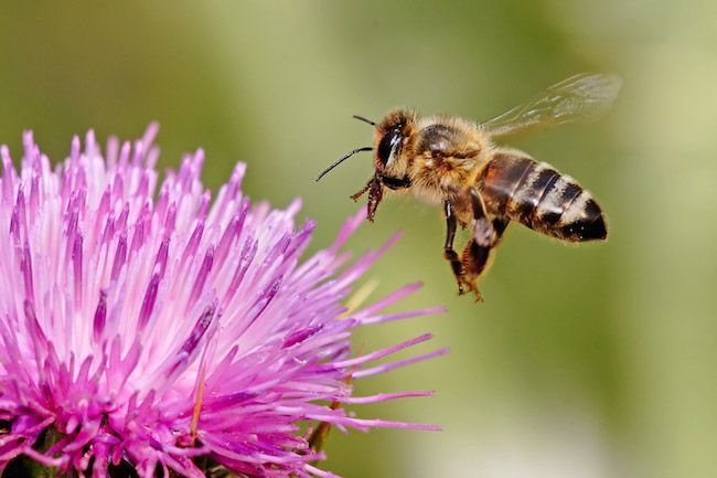 Strage di api in Calabria per salvare il miele: è polemica