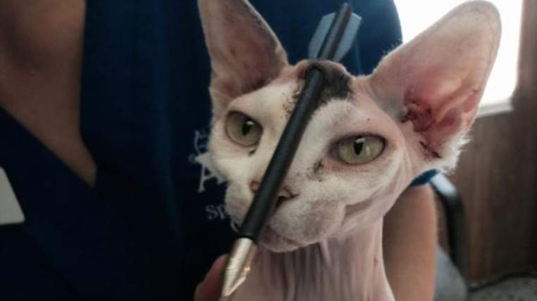 Il gatto con una freccia conficcata in testa: la storia di Akila