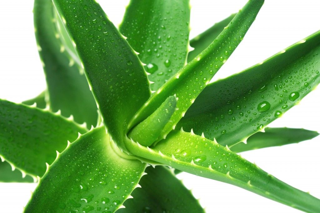 Aloe vera: proprietà dimagranti, antitumorali e terapeutiche