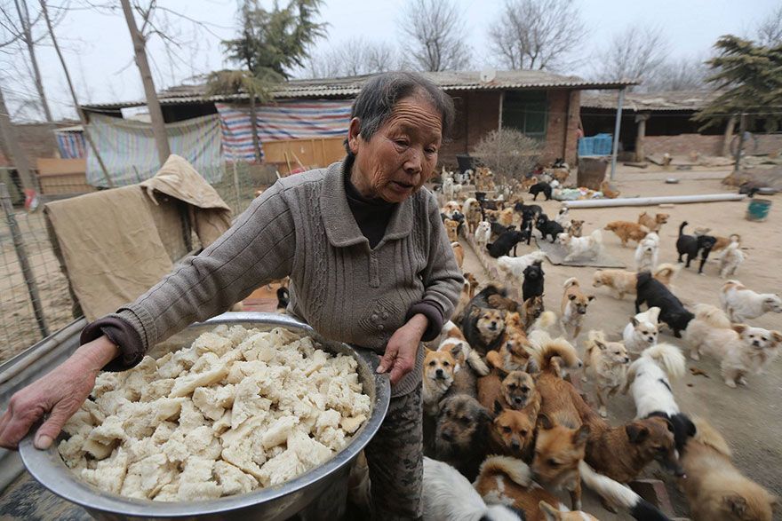 Wang Yanfang, la donna che cura 1300 cani randagi