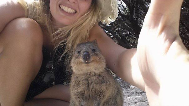 Quokka Selfie, il nuovo tormentone dall’Australia ai social network