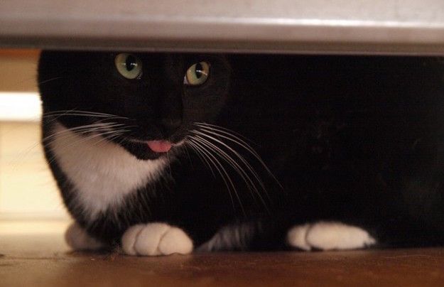 Cerca il gatto ma sotto il letto c’è un ladro