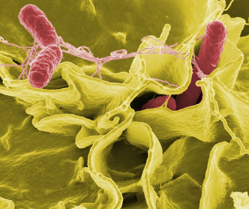Salmonella: sintomi, cura, contagio e incubazione dell’infezione salmonellosi