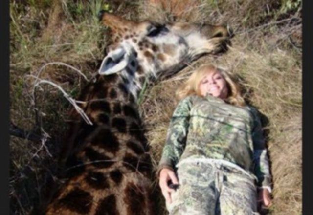 rebecca francis e la giraffa