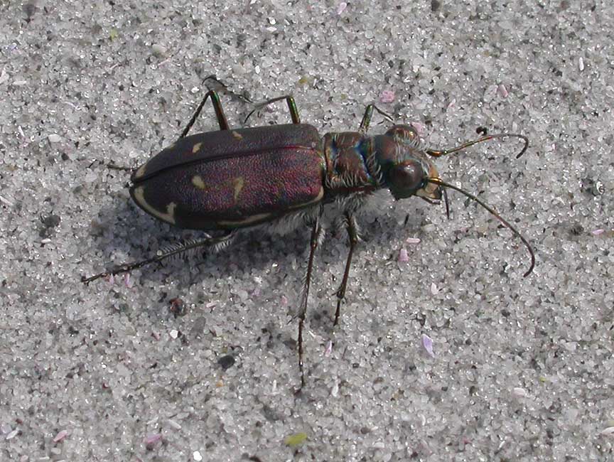 scarafaggio artico
