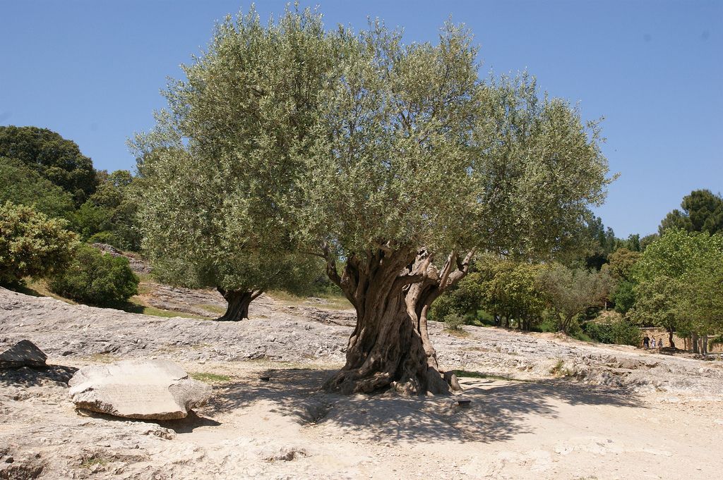 Xylella in Puglia: cause e trattamenti per evitare l’abbattimento degli ulivi