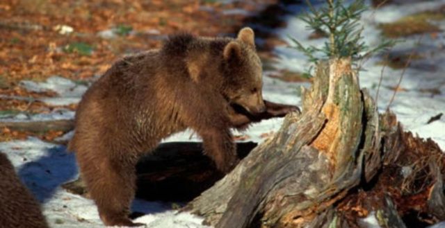 cucciolo orso marsicano foto repertorio
