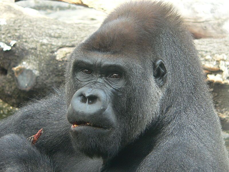 Gorilla, popolazione decimata: l’allarme del Wwf