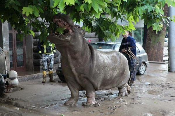 Georgia, Tbilisi alluvionata: 8 morti, lupi, ippopotami e leoni fuggiti dallo zoo
