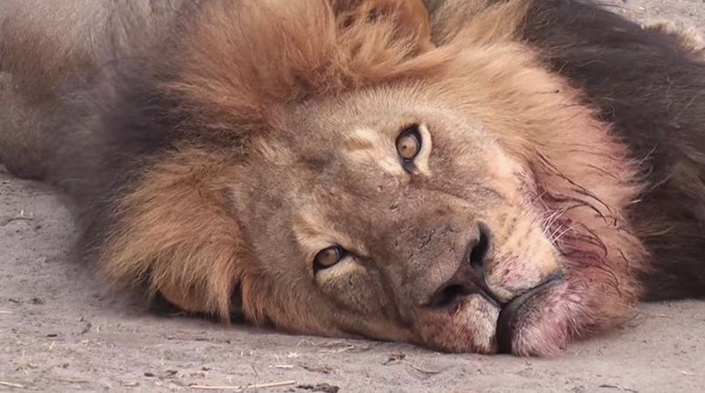 Ucciso Cecil, leone eroe nazionale dello Zimbabwe: trovato il colpevole?