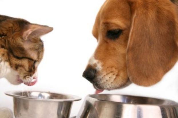Cibo per cani e gatti: rischio contaminazione da farmaci