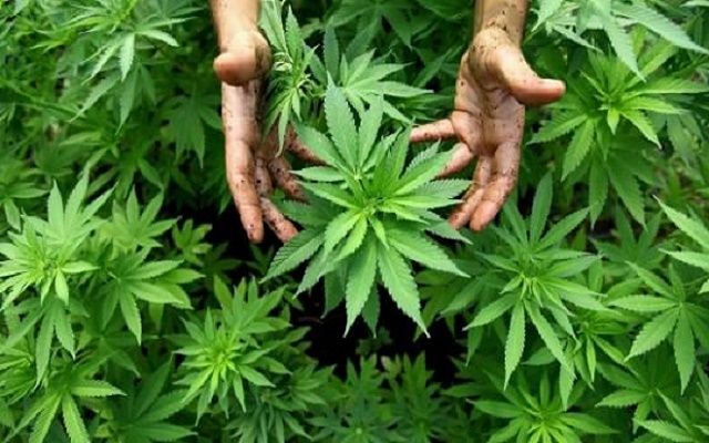 benefici marijuana