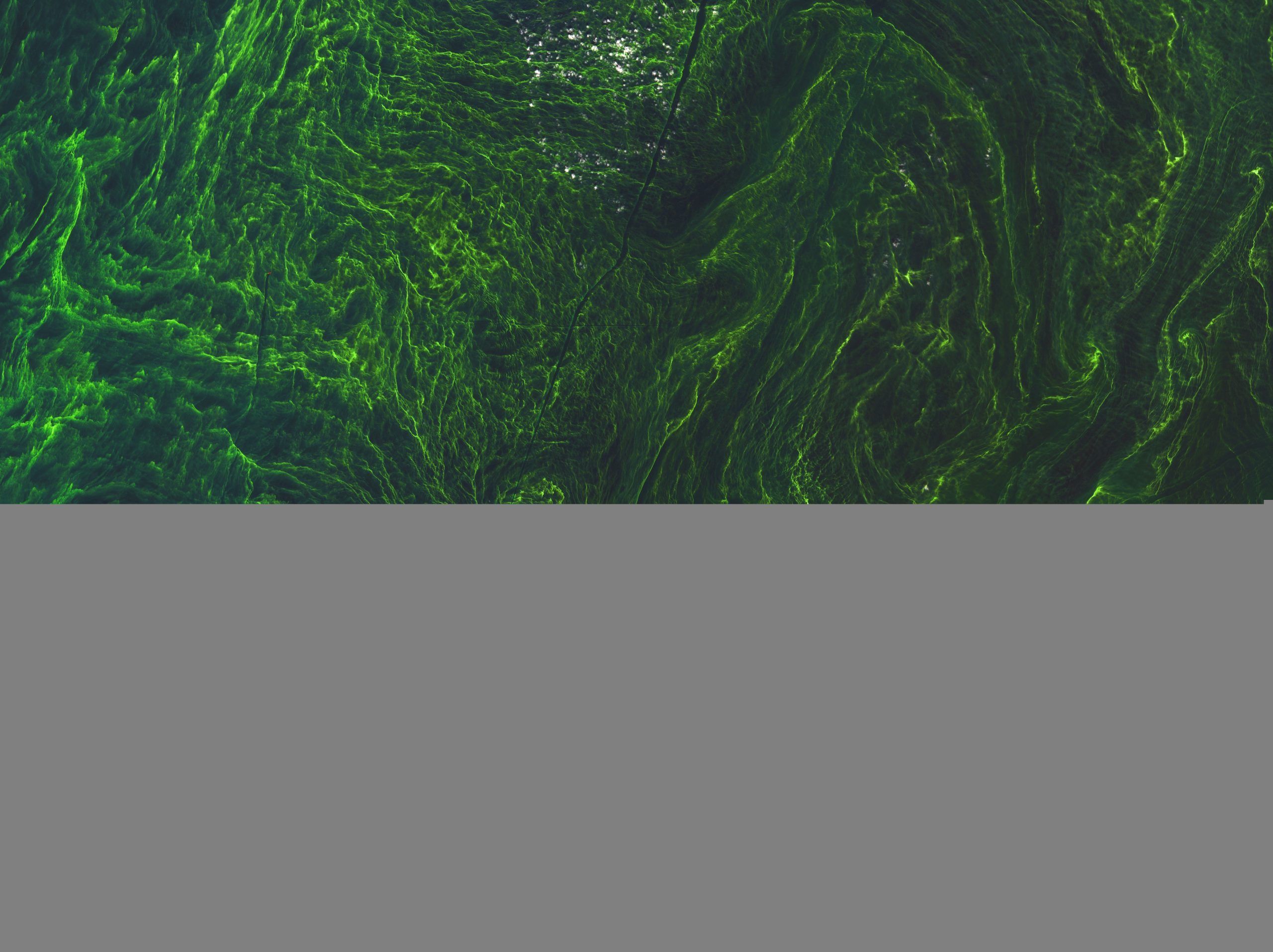Tempesta alghe Mar Baltico: la foto spettacolare dallo spazio