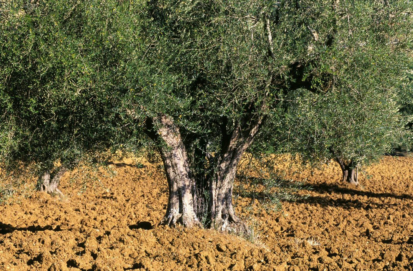Xylella Fastidiosa: stop ai tagli degli ulivi in Puglia, la procedura è illegittima