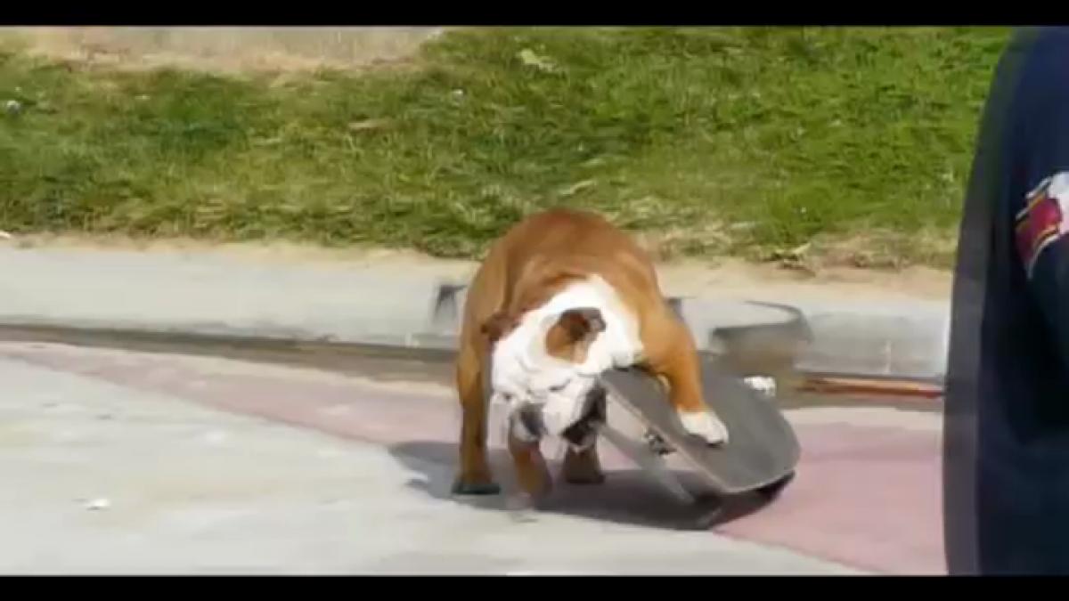 Morto Tillman cane skateboarder diventato famoso sul web