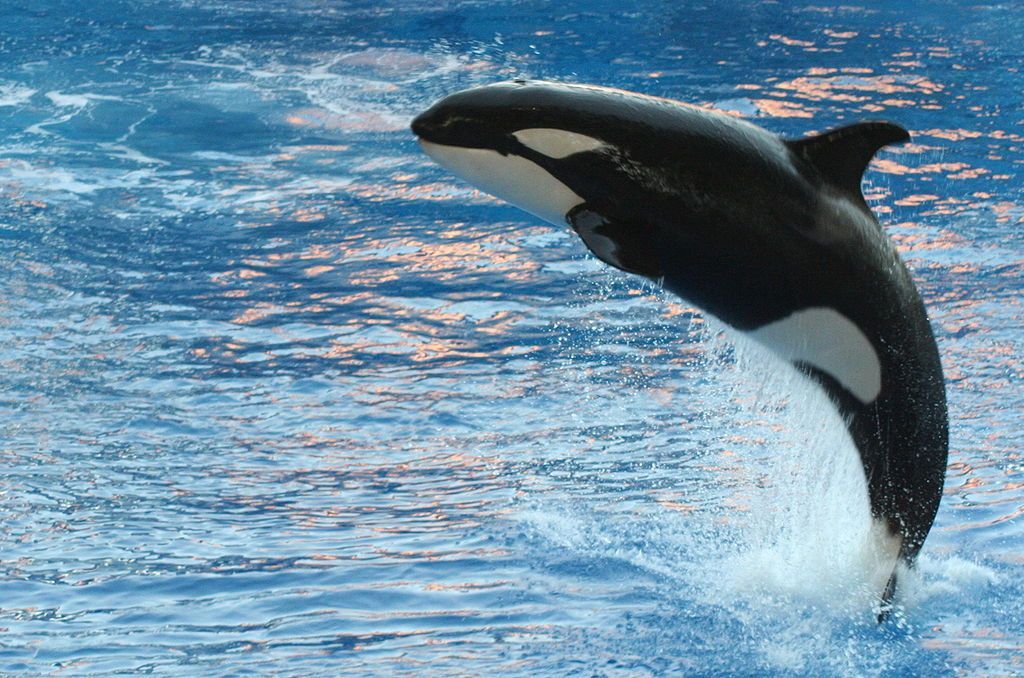 Spettacolo orche al SeaWorld di San Diego, stop dopo le proteste degli animalisti