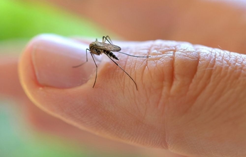 Virus Zika: sintomi, prevenzione e come si trasmette