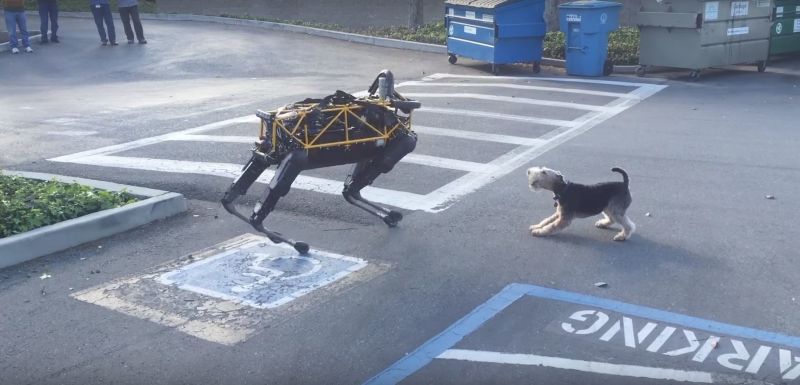 Cane vs cane robot