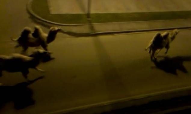 Cesate cammelli in fuga