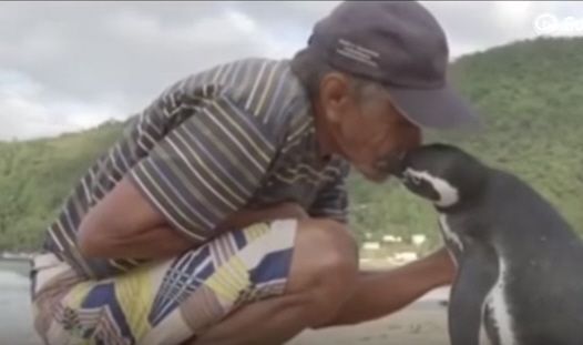 Storia tra un pinguino e un uomo