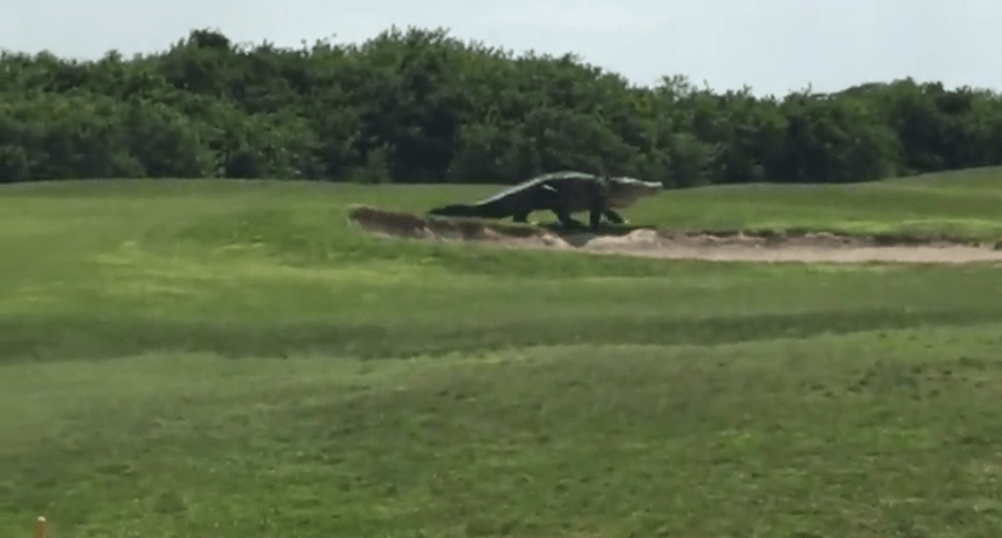 Alligatore su campo da golf