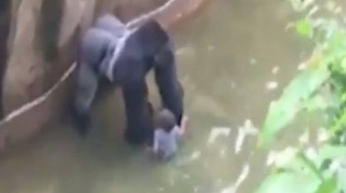 gorilla ucciso zoo cincinnati