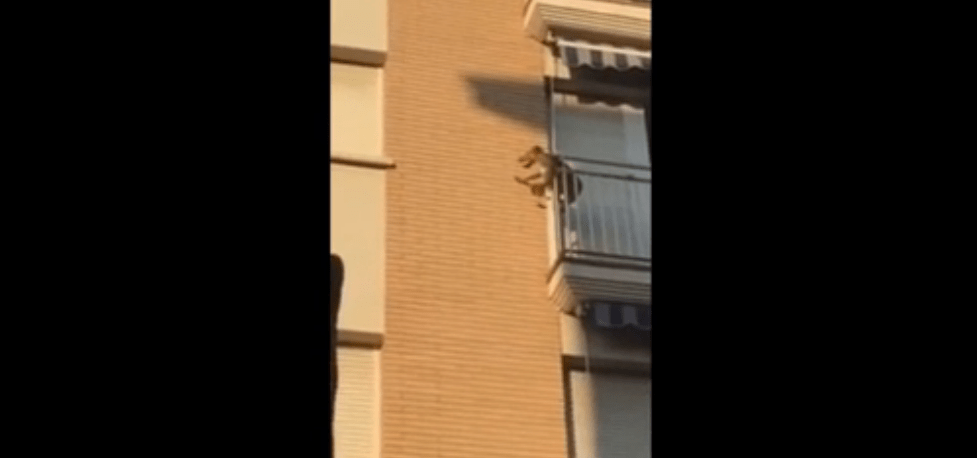 cane si butta dal balcone