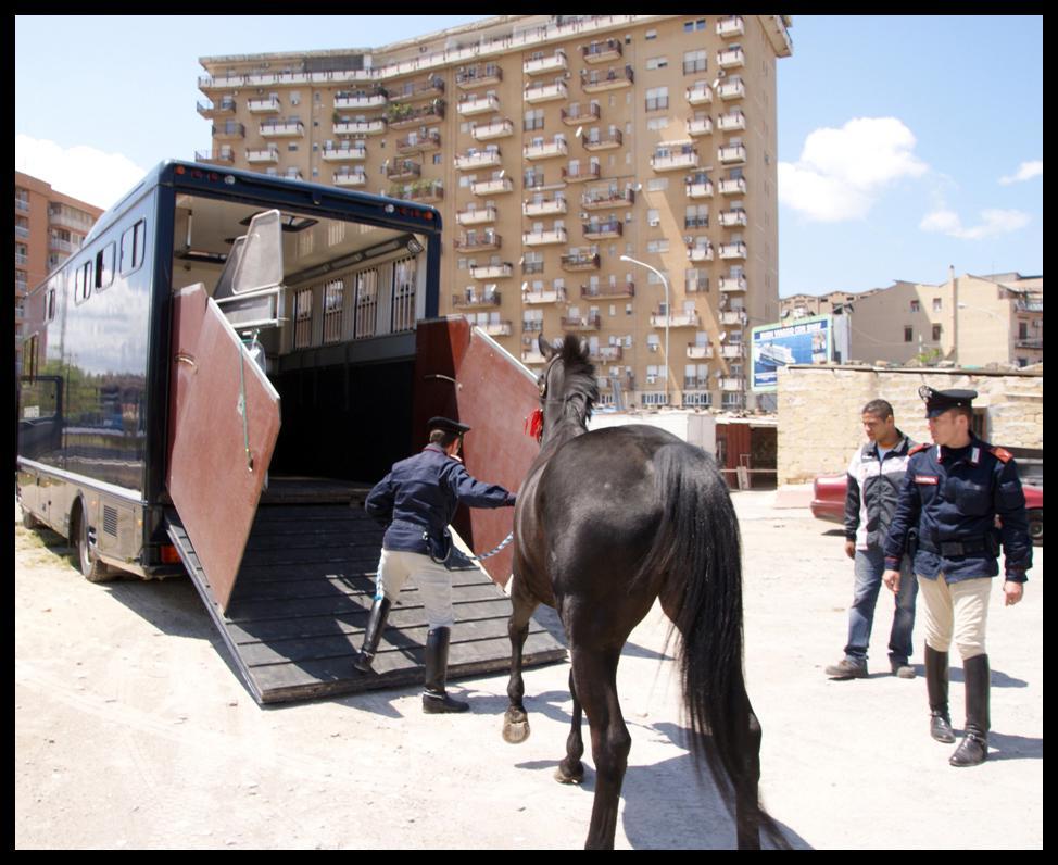Sequestro di cavalli usati per corse clandestine