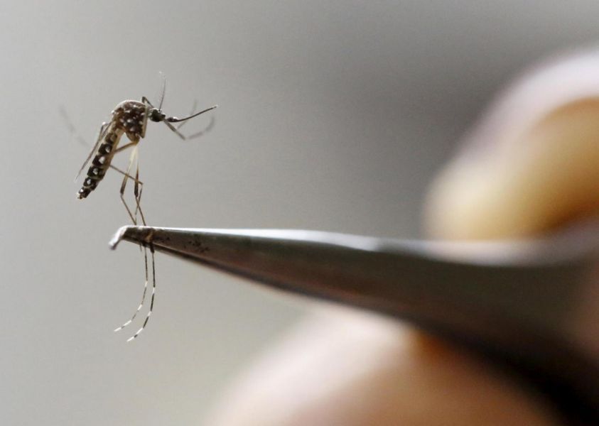 Virus Zika, in Europa oltre mille casi