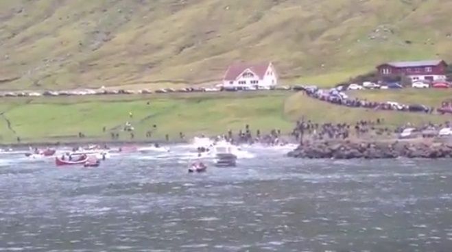 Isole Faroe, Sea Shepherd contro il massacro di delfini e balene