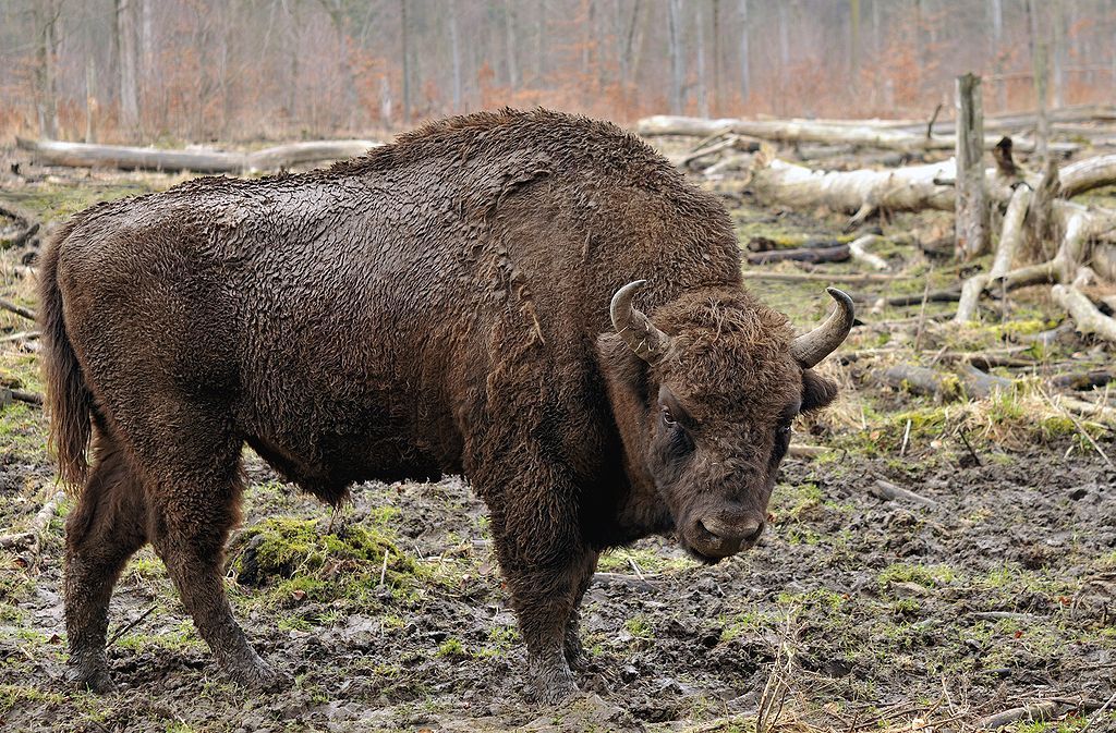 Valdeserillas, bisonte europeo ucciso e decapitato dai bracconieri