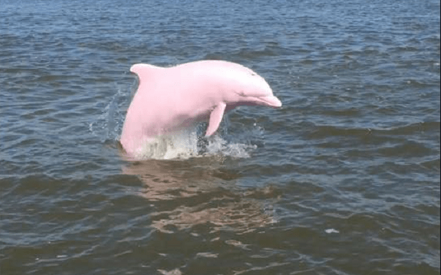 Pinkie, il delfino rosa che vive nel lago Calcasieu in Louisiana