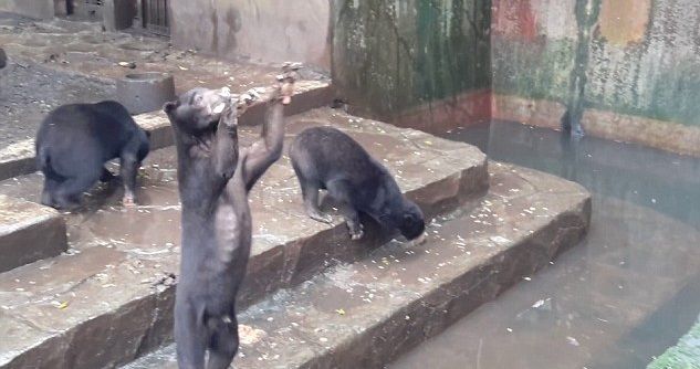 Orsi affamati in uno zoo in Indonesia: immagini dell’orrore scuotono il mondo